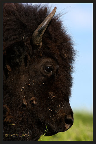 Profile of an American Bison